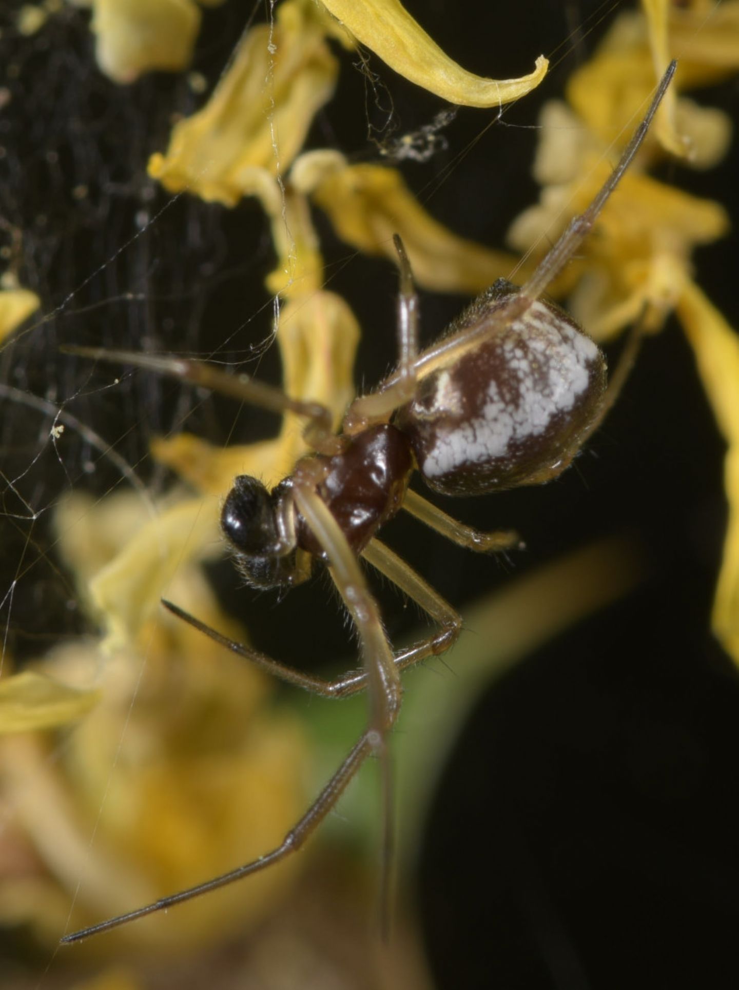 Frontinellina frutetorum, maschio subadulto - Novi Ligure (AL)